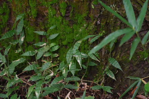Oplismenus hirtellus observed 2026-10-25