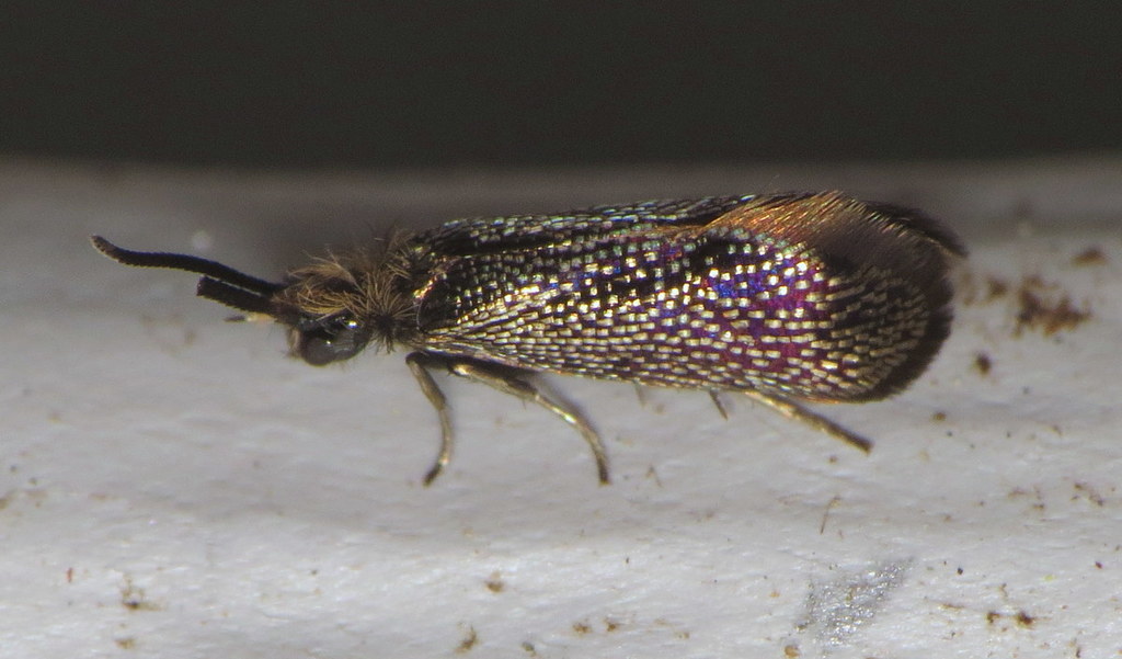 Eriocraniella platyptera