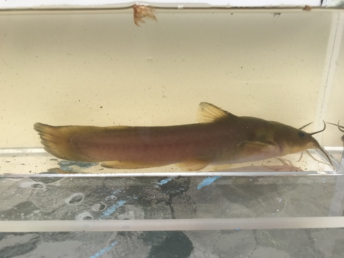 Margined madtom (Noturus insignis) — Ictaluridae — 5