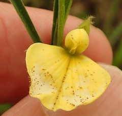 Argyrolobium harveyanum