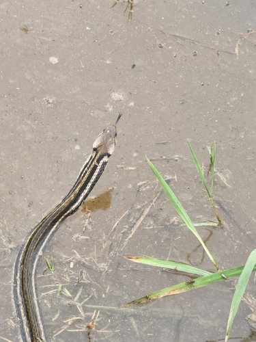 Xenochrophis piscator observed 2026-10-25