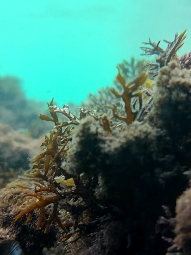 Dictyota dichotoma observed 2026-10-23