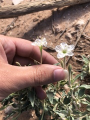 Acleisanthes diffusa