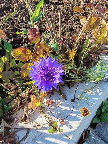 Centaurea cyanus observed 2026-10-25