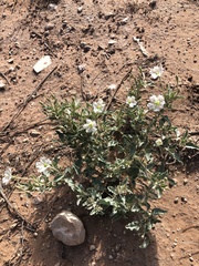 Acleisanthes diffusa