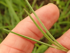 Argyrolobium harveyanum