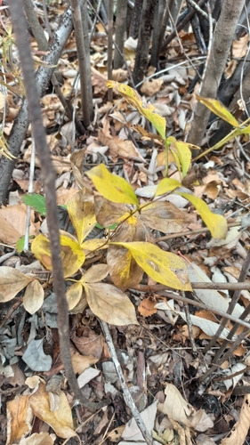 Atractylodes lancea observed 2026-10-24