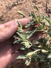 Acleisanthes diffusa