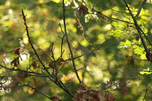 Leiothrix lutea observed 2026-10-24