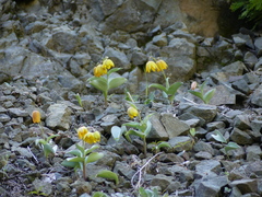 Fritillaria glauca