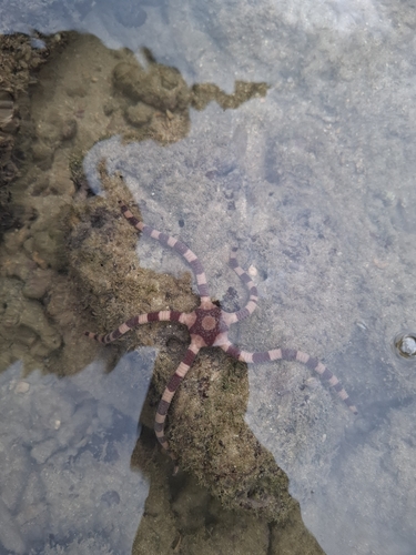 Ophiolepis superba observed 2026-10-25