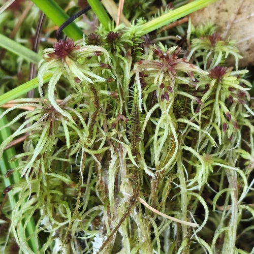 Sphagnum russowii observed 2026-10-17