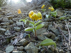 Fritillaria glauca