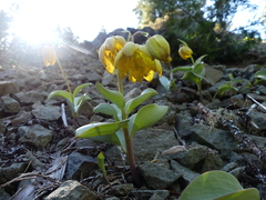 Fritillaria glauca