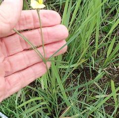 Argyrolobium harveyanum