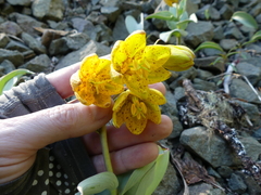 Fritillaria glauca