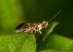 Micropterix aruncella