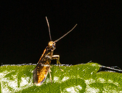 Micropterix aruncella