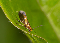 Micropterix aruncella