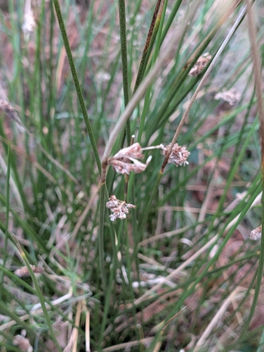 Juncus effusus observed 2026-10-25