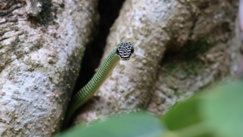 Chrysopelea paradisi observed 2026-10-25