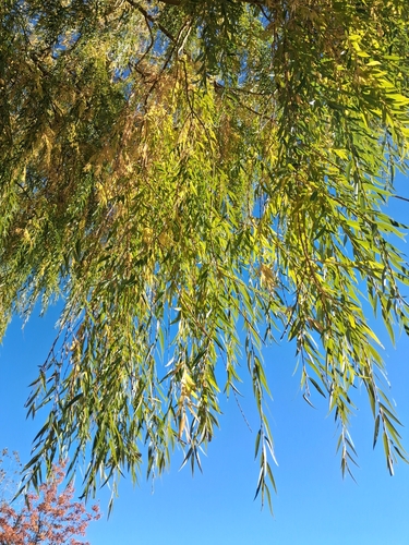 Salix babylonica observed 2026-10-24