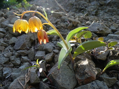 Fritillaria glauca