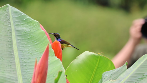 Anthreptes malacensis observed 2026-10-25