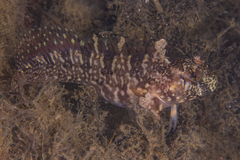 Hypsoblennius