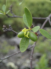 Wikstroemia monticola