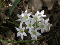 Ornithogalum woronowii