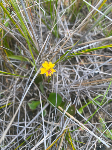 Goodenia trinervis, 2026-10-25