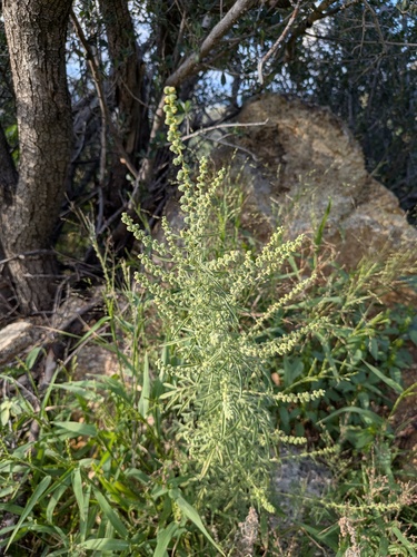 Ambrosia confertiflora