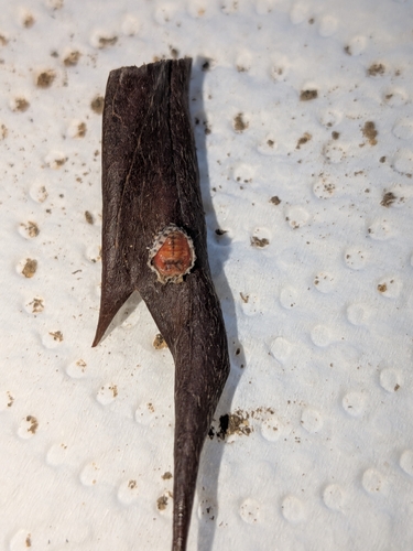 Rodolia cardinalis, 2026-10-25