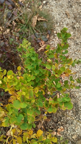 Lespedeza bicolor observed 2026-10-24