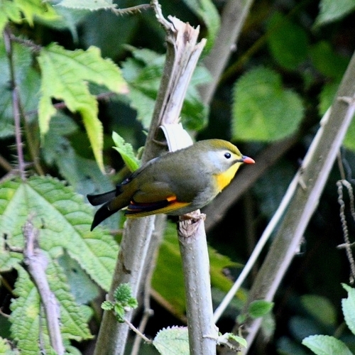 Leiothrix lutea observed 2026-10-22