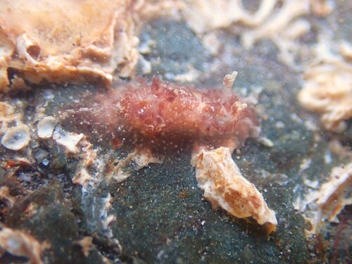 Pelagella castanea observed 2026-10-25