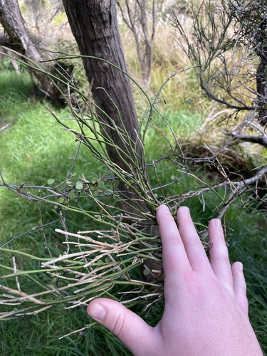 Carmichaelia australis observed 2026-10-25