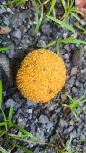Neolamarckia cadamba observed 2026-10-25