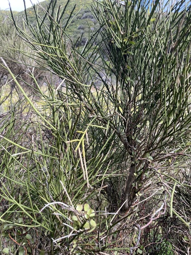 Carmichaelia australis observed 2026-10-25