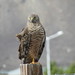 Aguilucho Vari - Photo (c) rlestevez, algunos derechos reservados (CC BY-NC), subido por rlestevez