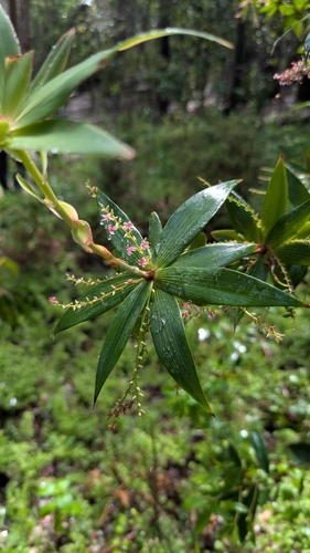 Leucopogon verticillatus, 2026-10-24