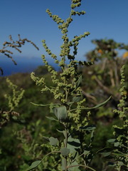 Chenopodium oahuense
