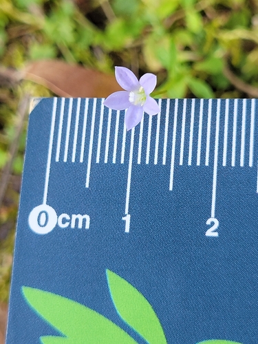 Wahlenbergia marginata observed 2026-10-25