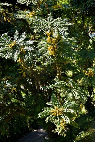 Mahonia napaulensis observed 2026-10-22