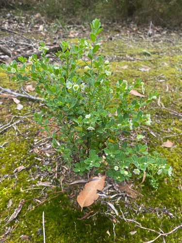 Phyllanthus calycinus observed 2026-10-25