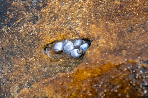 Austrolittorina unifasciata observed 2026-10-25