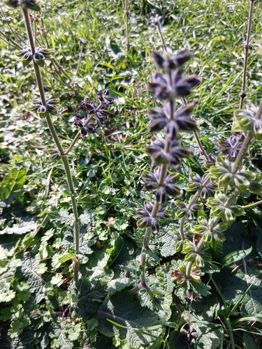 Verbenaceae observed 2026-10-25