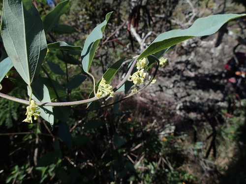 Cocculus orbiculatus iNat (3)