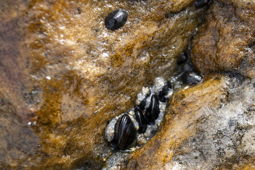 Modiolus modiolus observed 2026-10-25